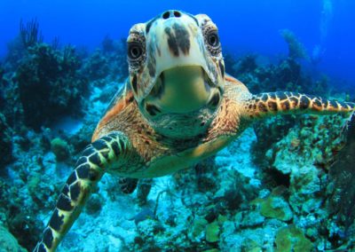 Made in Water Photography - Turtle - Underwater - Photo shoot - Bahamas
