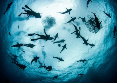 Made in Water Photography - Shark - Underwater - Photo shoot - Bahamas