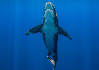 Made in Water Photography - Shark - Underwater - Photo shoot - Bahamas