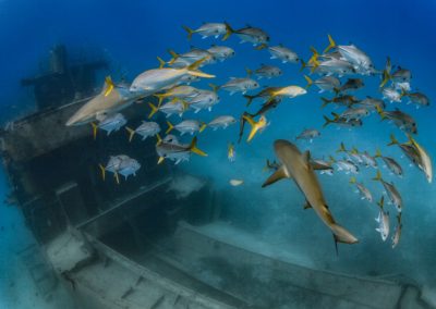 Made in Water Photography - Shark - Fish - Underwater - Photo shoot - Bahamas