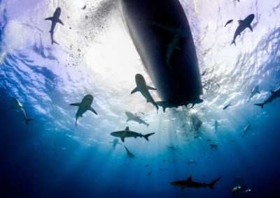 Made in Water Photography - Shark - Boat trip- Underwater - Photo shoot - Bahamas