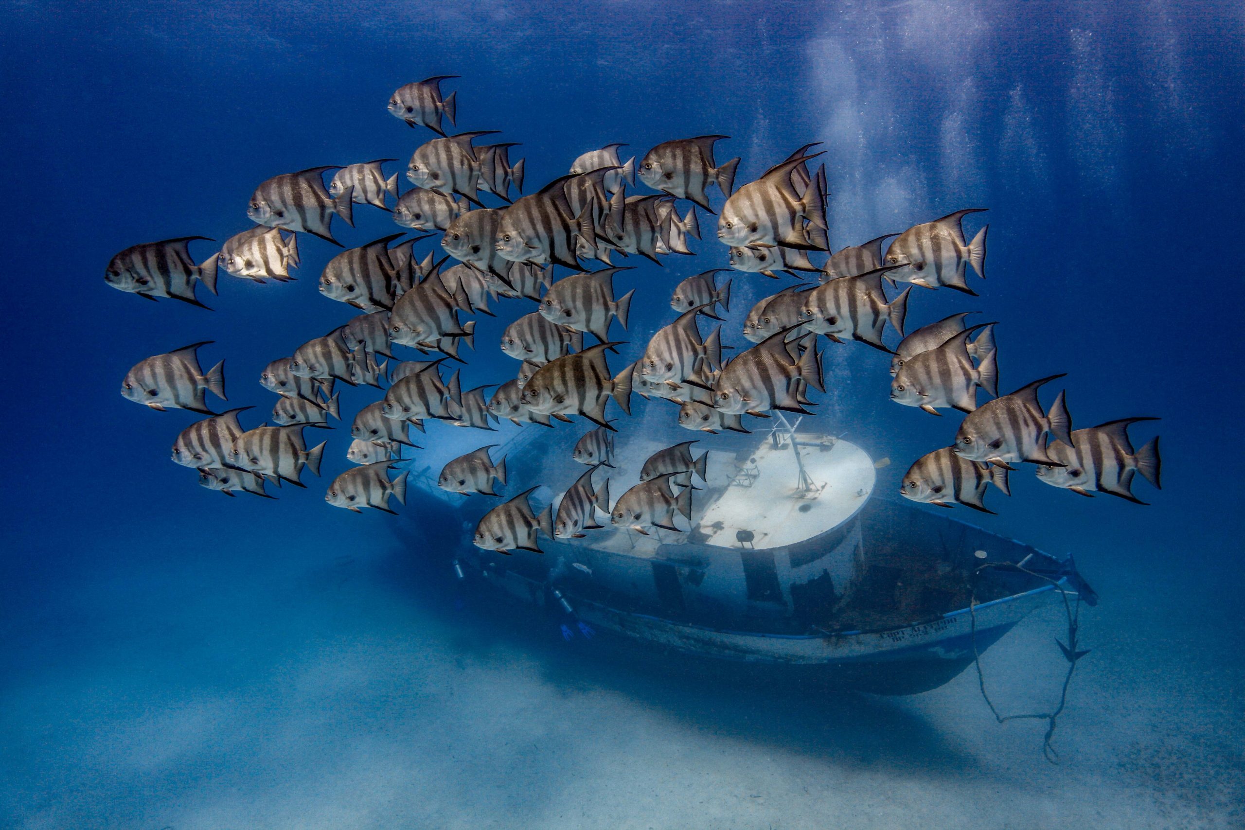 Made in Water Photography - Fish - Underwater - Photo shoot - Bahamas