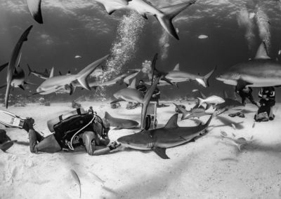 Sharks Bahamas