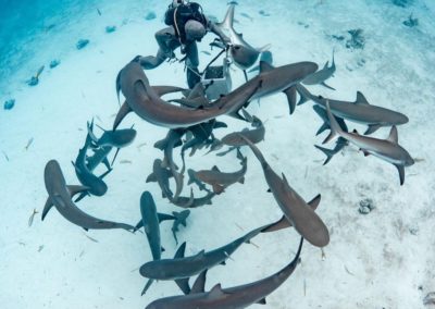 Sharks Bahamas