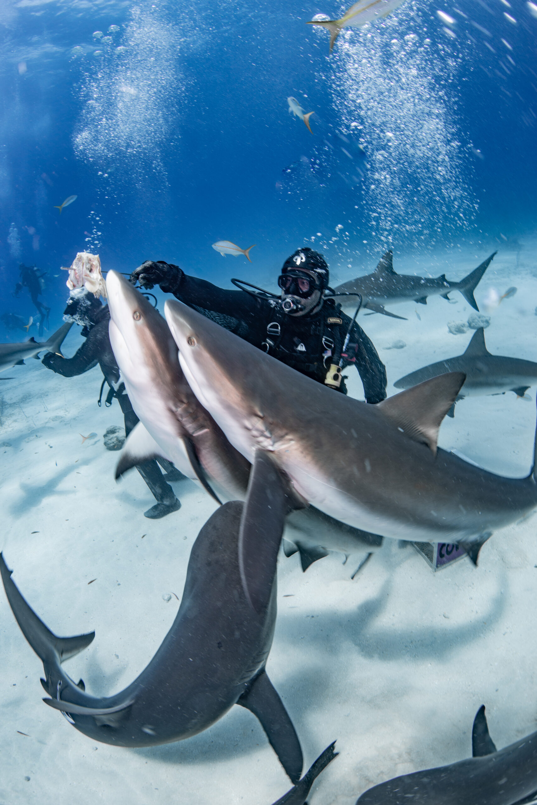 Freediving Bahamas