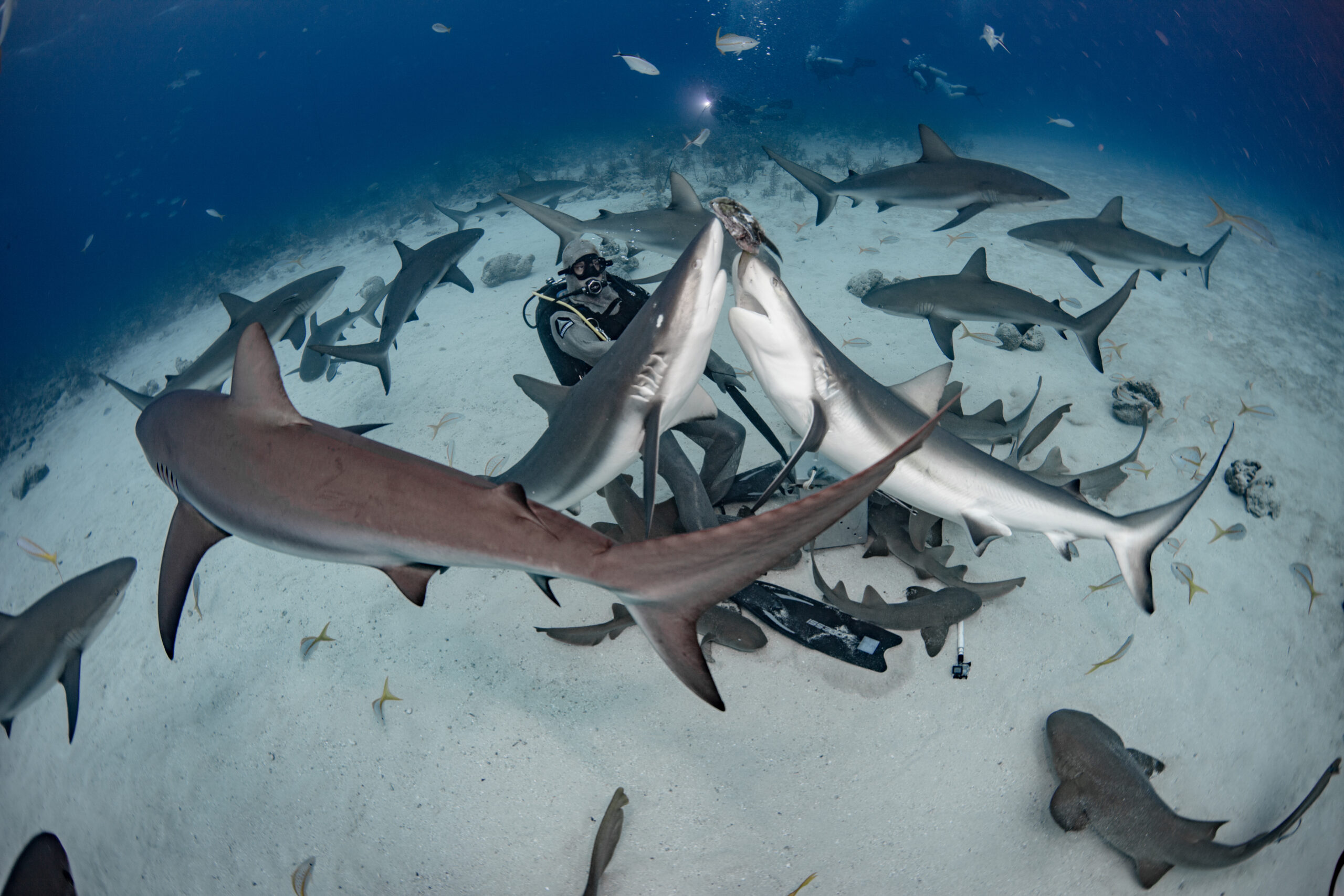 Diving With Caribbean Reef & Nurse Sharks in Nassau, Bahamas