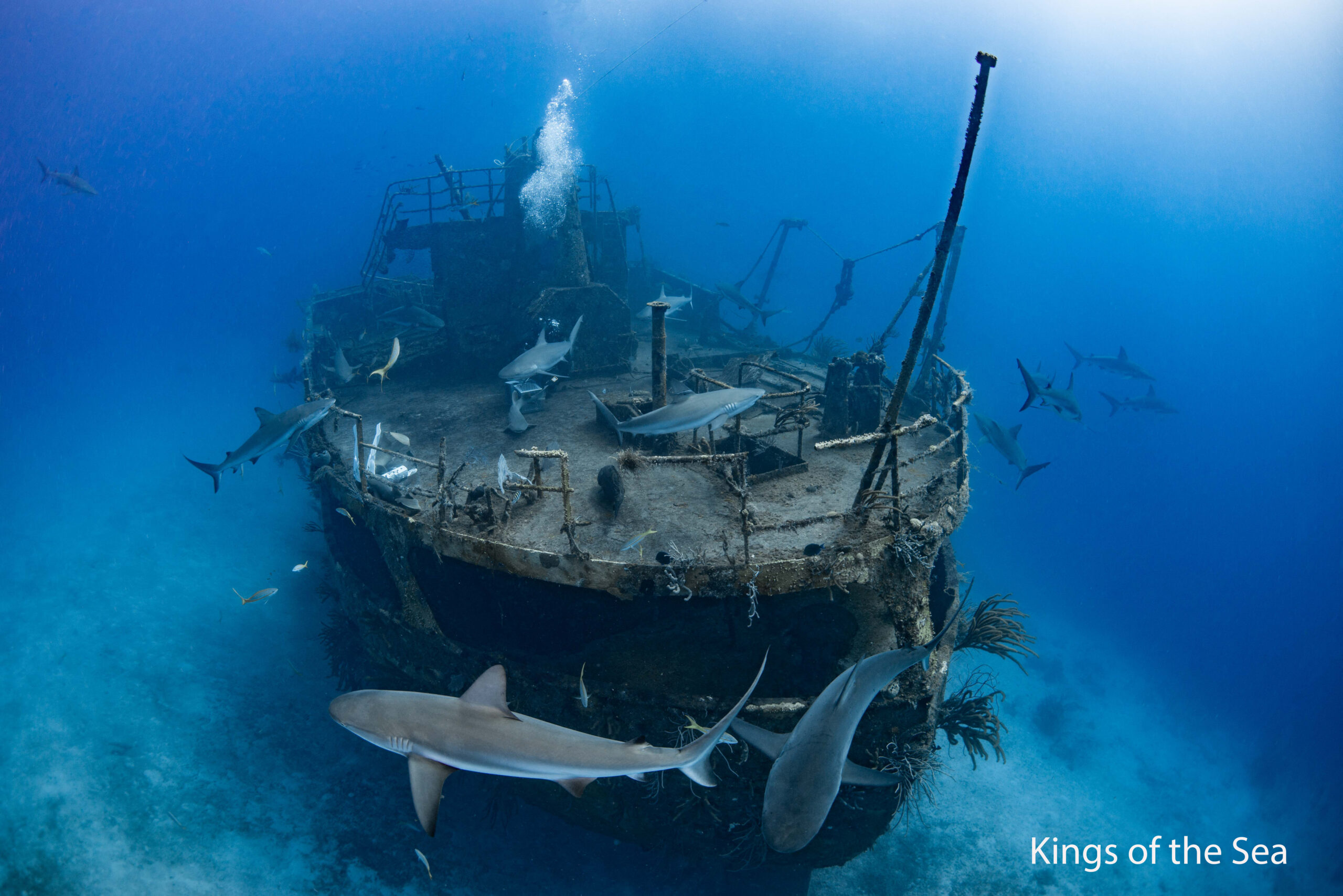 Why Diving in Nassau, Bahamas Is Truly Unforgettable